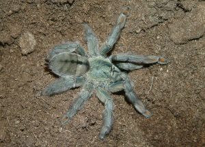 Psalmopoeus cambridgei